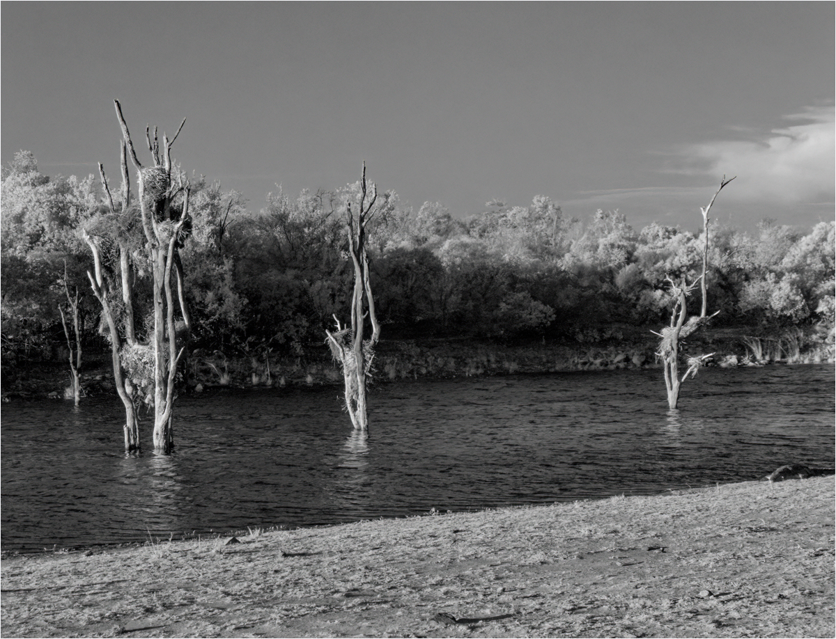 Roditski Gregory Infrared African Nests Print   Mono   Class A 20251112